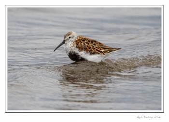 shorebird 5 copy.jpg